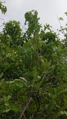 Ipomoea violacea