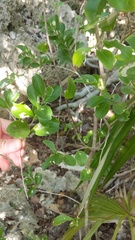 Schaefferia frutescens