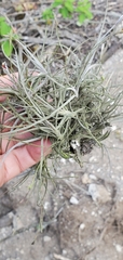 Tillandsia recurvata