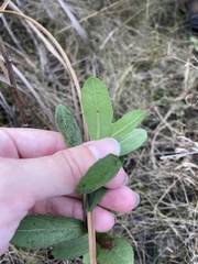Pluchea baccharis