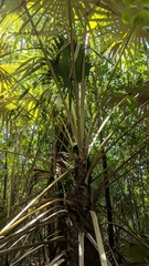 Coccothrinax proctorii