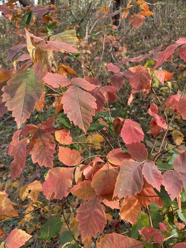 Fragrant sumac foliage