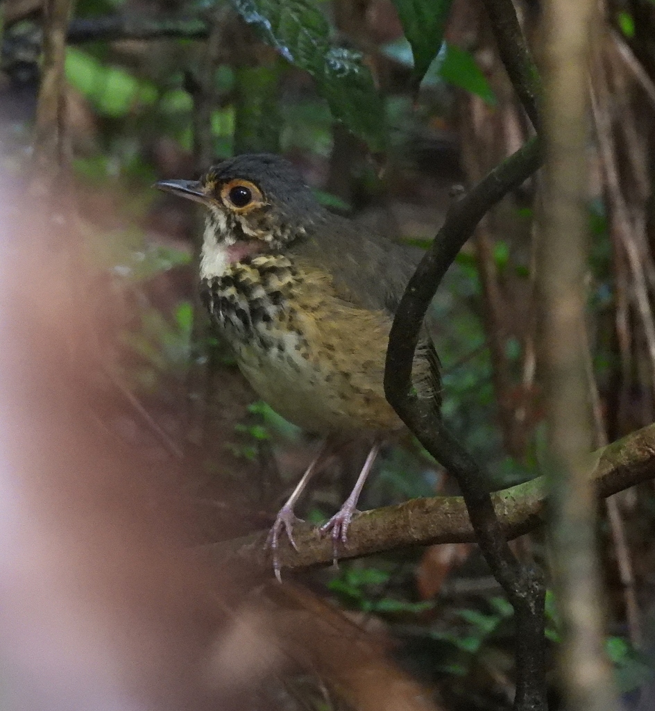 Alta Floresta Antpitta