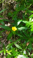 Turnera triglandulosa