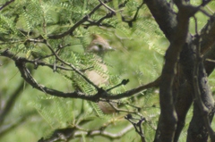 Rhinocrypta lanceolata