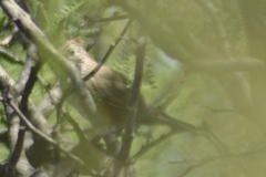 Rhinocrypta lanceolata