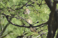 Rhinocrypta lanceolata