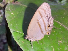 Evenus satyroides