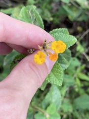 Lantana
