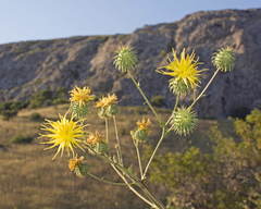 Arctium karatavicum