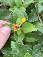 Lantana