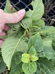 Lantana