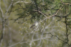 Serpophaga griseicapilla