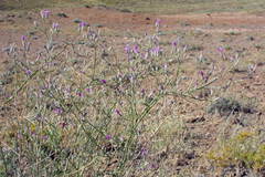Centaurea virgata squarrosa