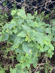 Lantana