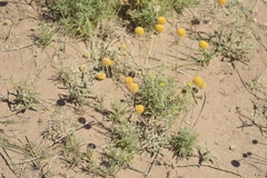 Gaillardia megapotamica