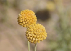Gaillardia megapotamica