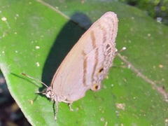 Evenus satyroides