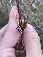 Ipomoea