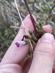 Ipomoea