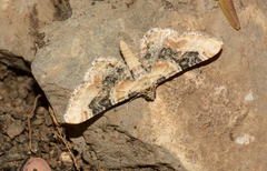 Eupithecia remmi
