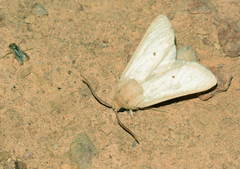 Holcocerus holosericeus