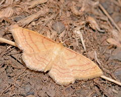 Idaea rufaria