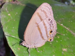 Evenus satyroides