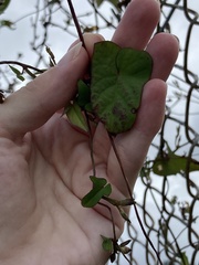 Ipomoea