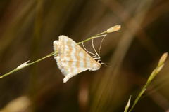 Idaea sericeata
