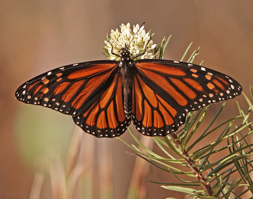 Monarch photographed in Arizona