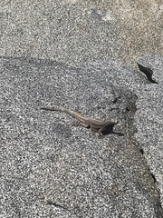 Microlophus atacamensis