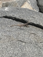 Microlophus atacamensis