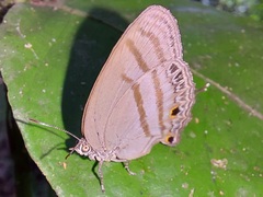 Evenus satyroides
