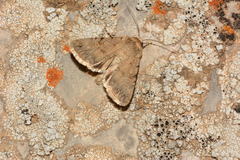 Sympistis strioligera