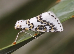 Philtraea elegantaria