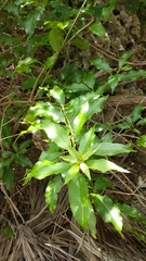 Trichostigma octandrum