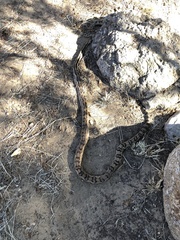 Pituophis lineaticollis