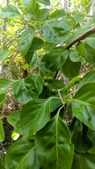 Citharexylum spinosum