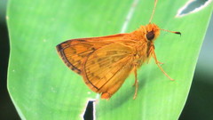 Telicota augias