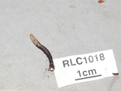 Xylaria schweinitzii