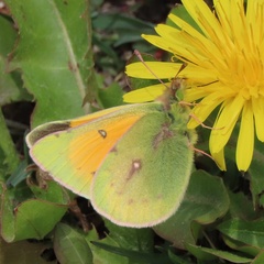 Colias vauthierii