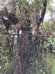 Cereeae