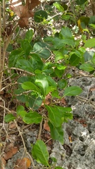 Citharexylum spinosum