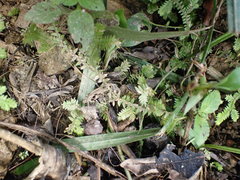 Mannophryne trinitatis