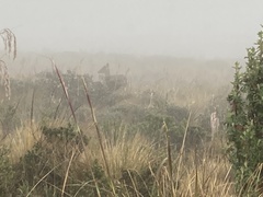 Odocoileus virginianus ustus