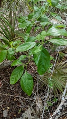 Citharexylum spinosum