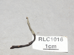 Xylaria schweinitzii