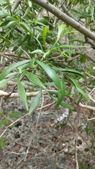 Phyllanthus angustifolius