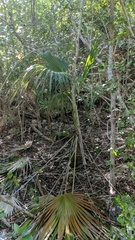 Coccothrinax proctorii
